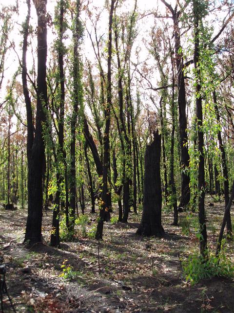 bushfire ravaged bush land regrowing after the fire