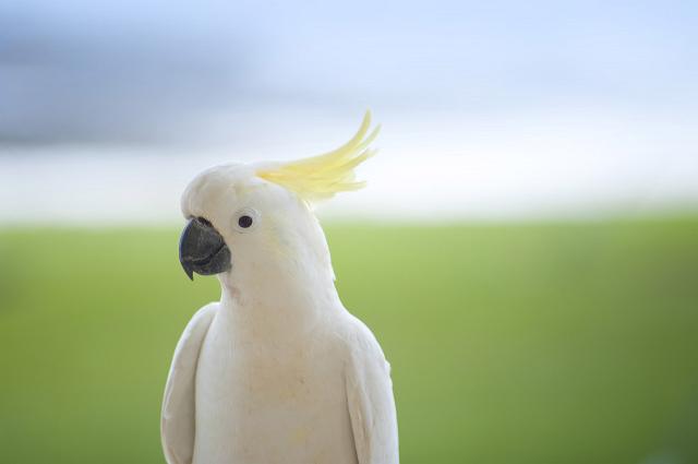 close up on a perched white cockatoo (sulphur crested cockatoo)