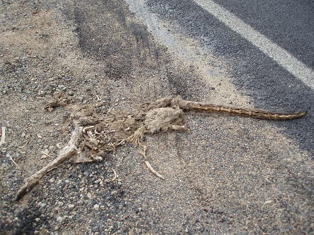 skeleton of a long dead kangaroo laying at side of the road