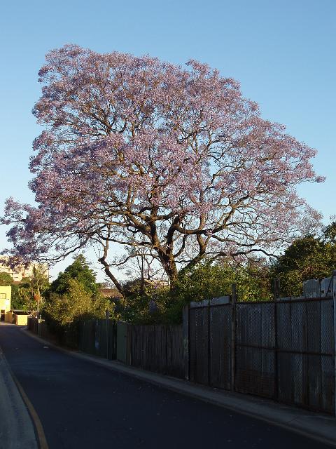 a jacaranda tree in full flower