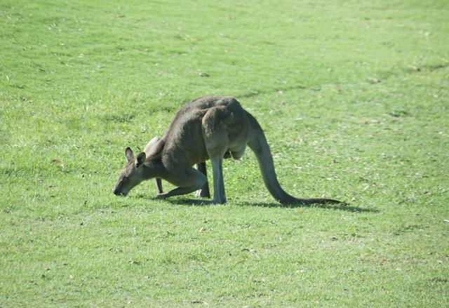a kangaroo feeding on grass