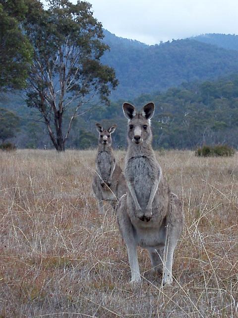 a pair of kangaroos on a grassy plain at dusk