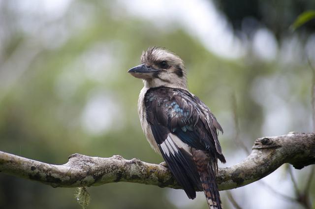 kookaburra sitting in a tree