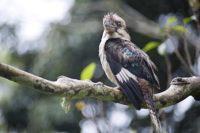 a kookaburra perched in a tree surveying the surroundings