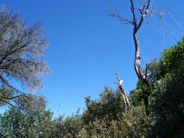 aussie bush with a tangle of spiders webs and st andrews cross spiders