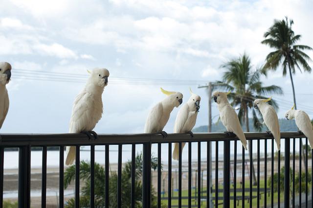 a line of sulphur crested cockatoos perched on a balcony railing