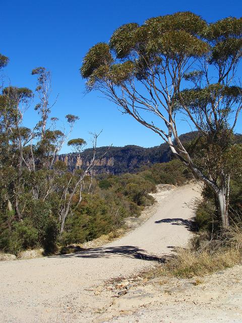 blue mountains classic bushland on the narrow neck trail