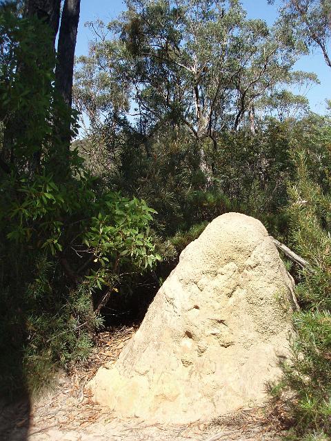 a large termite mound near bungonia gorge