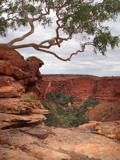 beautiful red sandstone cliffs and an overhanging tree at kings canyon, Watarrka national park, NT