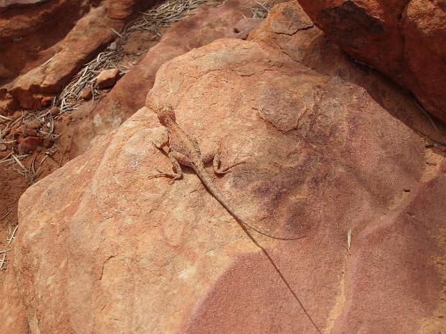 a lizard camouflaged against the red sandstone rock in kings canyon