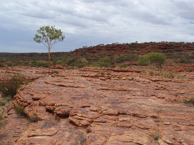 a lone tree clings onto the rock surface at kings canyon, NT