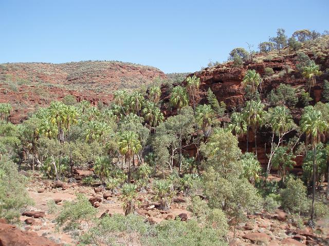 red cabbage palms are unique to palm valley, Finke Gorge National Park