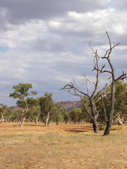 arid desert landscape, the dry bed of the todd river near alice springs, NT
