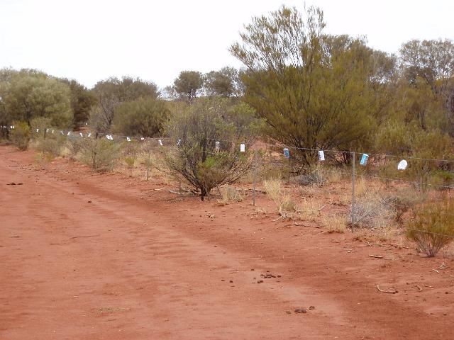 a fence lines with aluminum beer cans to stop animals running into it