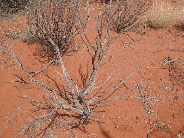 dry dead wood makes a great firweood stop