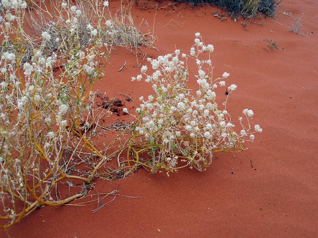 red dirt contrasting with white desert flower