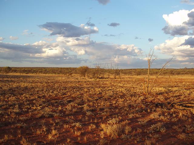 a flat desert landscape, scrub grasses and sparse trees