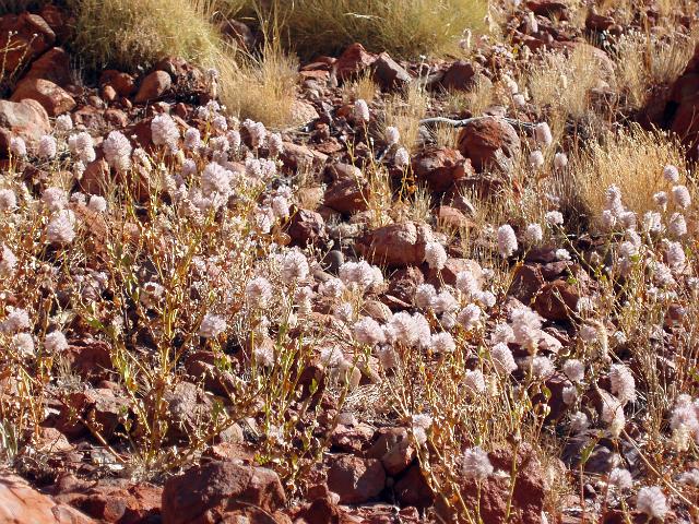 desert vegetation growing between red rocks