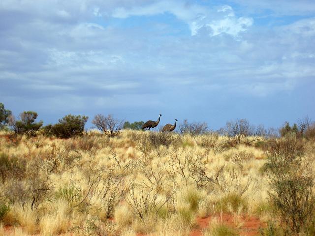 a pair emus in a northern territory landscape