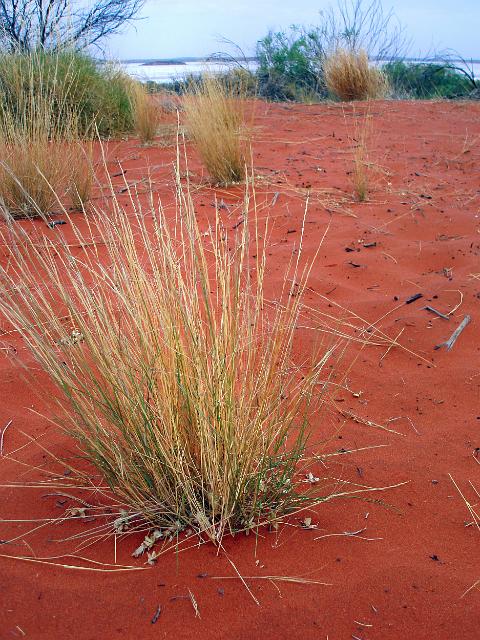 close up on a clump of spinafex grass growing in red orange sandy earth