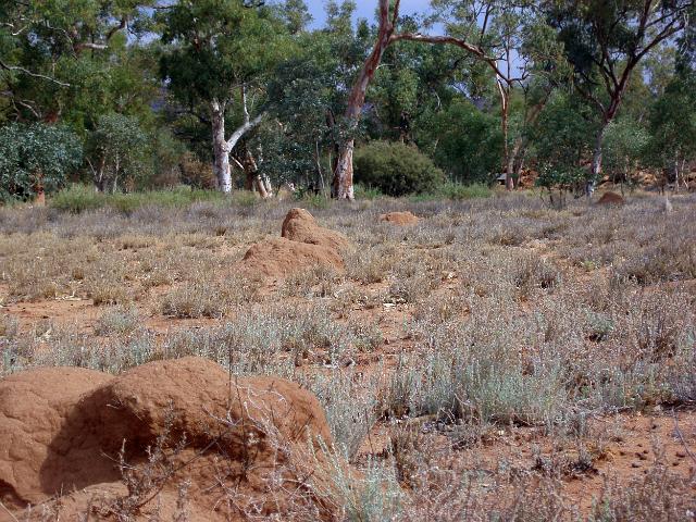 several small termite mounds near alice springs