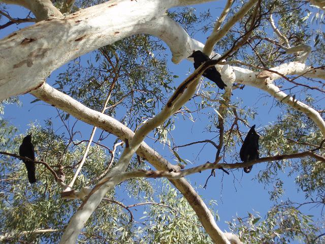 three black crows sitting in gum tree