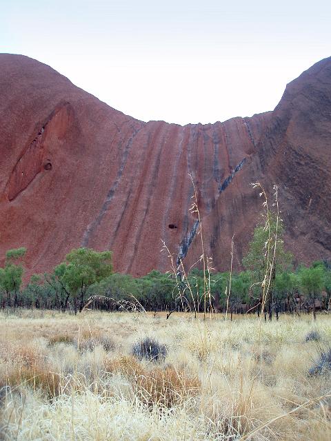 dark algae channels where water runs from the rock paint parallel lines down the cliffs of uluru contrasting against dry grasses and trees