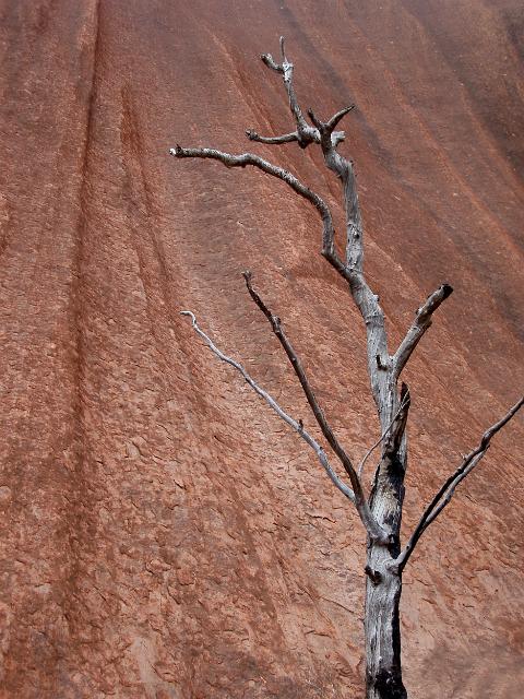 a lone burnt tree stood against the base of uluru - ayres rock