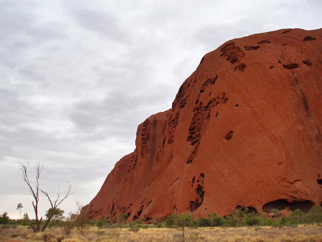 a stormy day at uluru, landscape of a dead tree and just a small part of the towering red rock formation