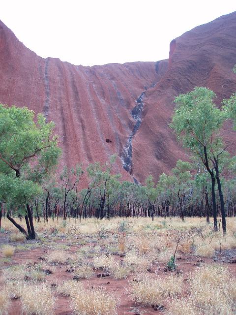magestic red cliffs at the base of uluru standing against sparse arid region vegetation