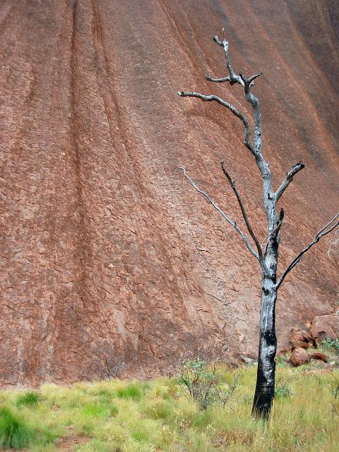 a dead tree stood against the red cliffs of uluru, the dark lines are where algae grows living off water running from the rock during brief periods of rain