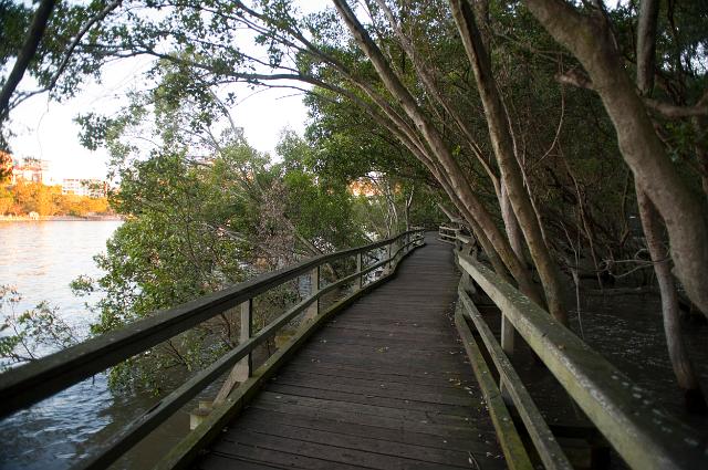 Empty wooden mangrove boardwalk along the Brisbane River giving the public access to this half submerged natural habitat