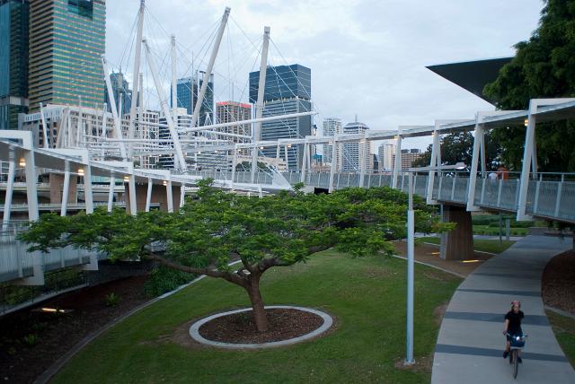 Kurilpa Bridge in Brisbane, a modern pedestrian and cycling bridge spanning the Brisbane River, with a neat public park and tree in the foreground