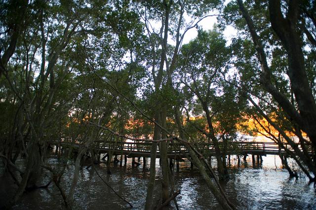 Mangrove boardwalk on the Brisbane River allowing public access to the half submerged mangrove trees and ecosystem of the swampland, Queensland, Australia