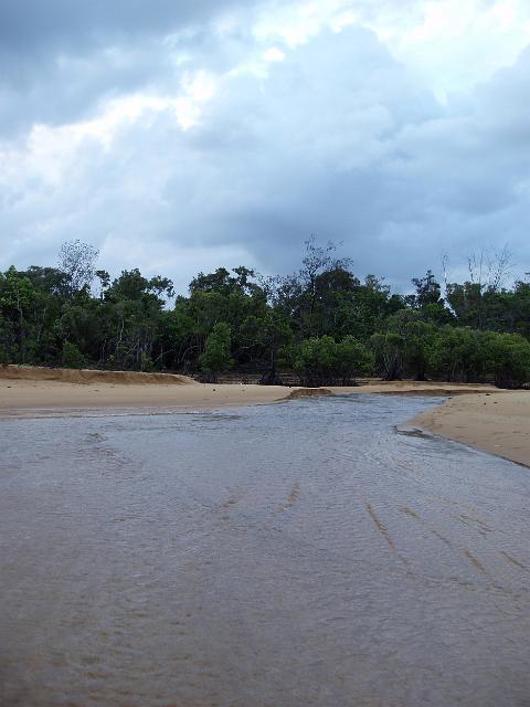 wetland and mangroves on the beach front at mission beach