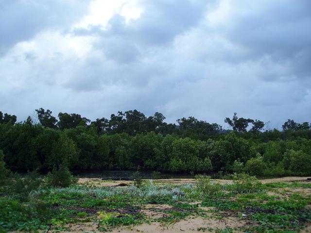 mangroves and coastal wetland, mission beach