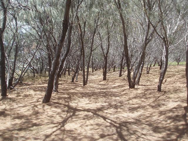coastal trees growing on dunes set back from the beach