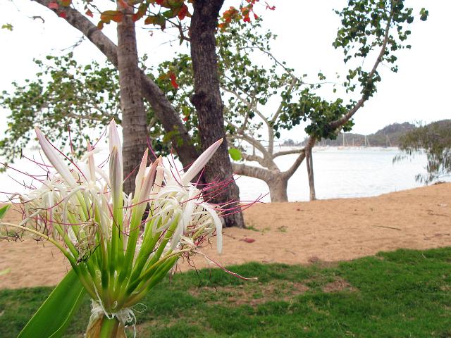 tropical flowers growing on the beach at horseshoe bay, magnetic island