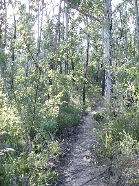 a narrow footpath through the tasmanian bush