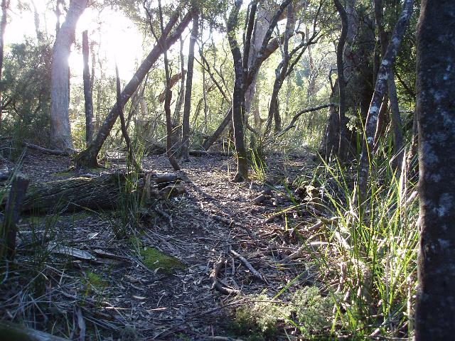 sun through the trees on a remote bushwalking track in tasmania