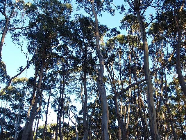 a forest of gum trees in the tasmanian wilderness