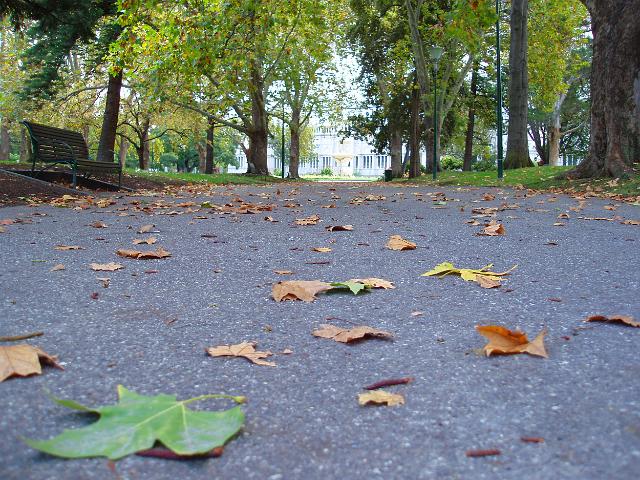 autumn leaves in carlton gardens, parkland on the edge of central melbourne