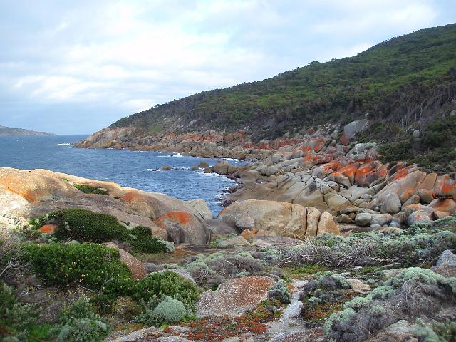 red lichen covered rocks (Gasparinnia murorum) line the rocks at wilsons promontory