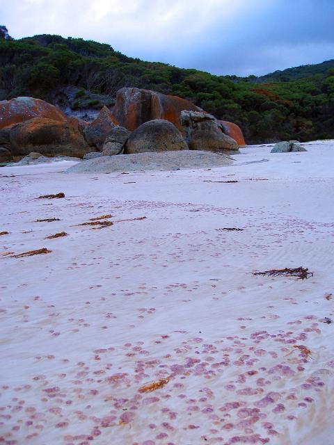 tiny pink jellyfish washed up on the shores of squeaky beach, wilsons prom