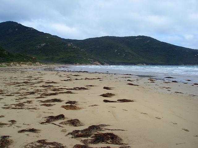 long straight sandy beach at oberon bay, wilsons prom, victoria