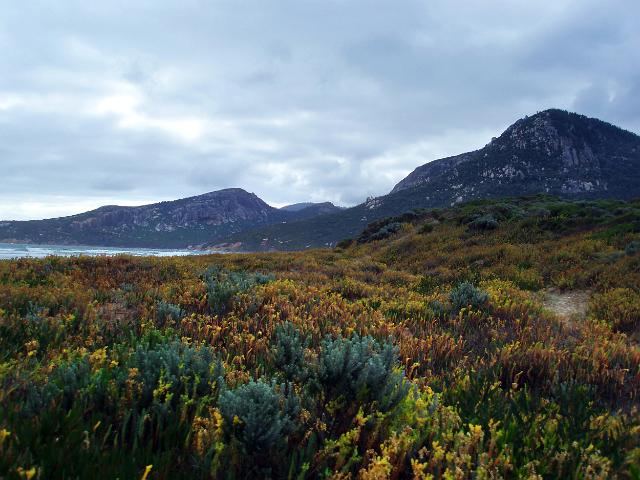 colorful sand dune vegetation, oberon bay, wilsons promontory