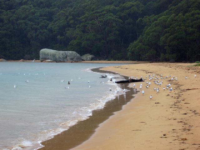 seagulls on the beach at sealers cove, wilsons promontory