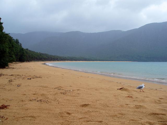 a stormy squall blows over the top of sealers cove, wilsons promontory national park