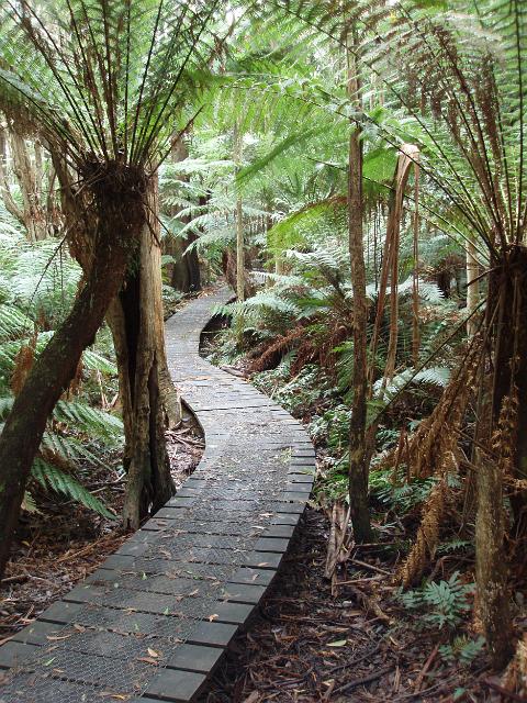 a footpath through tropical wetlands near seales cove, wilsons promontory national park
