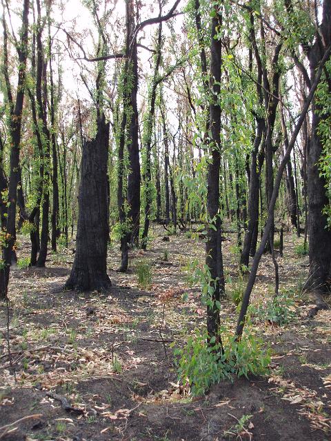 victorian bushland recovering after a bushfire